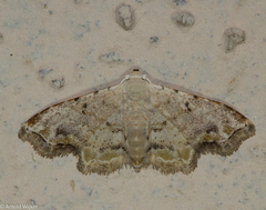 Scolecocampinae