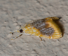 Glaphyriinae