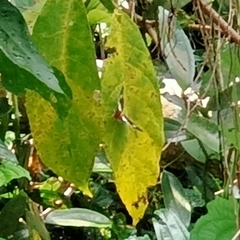 Moduza procris milonia