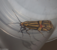 Callisthenia angusta