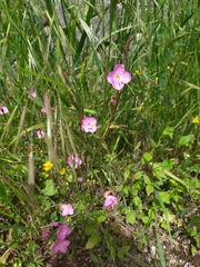 Oenothera speciosa