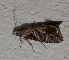 Plusiodonta clavifera