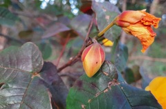 Cochlospermum regium