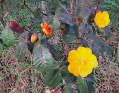 Cochlospermum regium