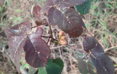 Cochlospermum regium