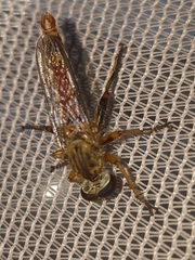Asilidae