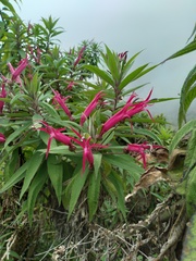 Siphocampylus boliviensis