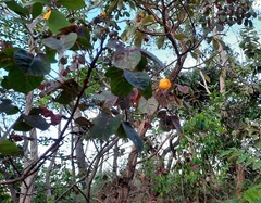 Cochlospermum regium