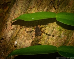 Octobunus singularis