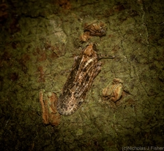 Plectoderini