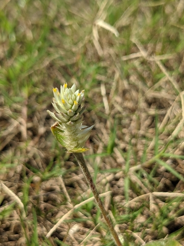 Gomphrena celosioides iNat (1)
