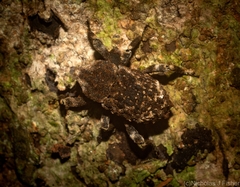 Poropterus bisignatus