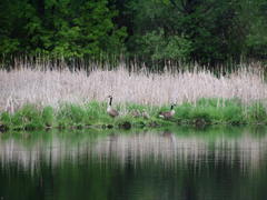 Branta canadensis