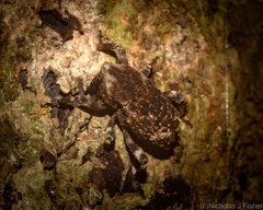 Poropterus bisignatus