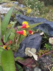 Tropaeolum tuberosum