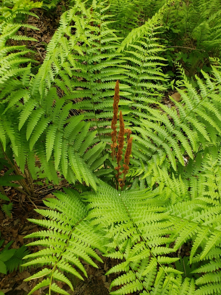 cinnamon fern (Growing Greener Schoolyards Tennessee Native Plants