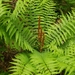 Cinnamon Fern - Photo (c) cozybones, some rights reserved (CC BY-NC)