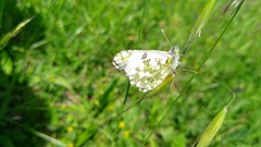 Euchloe ausonia