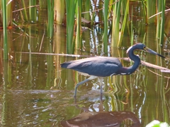 Egretta tricolor image