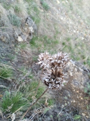 Centaurea scabiosa