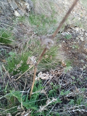 Centaurea scabiosa