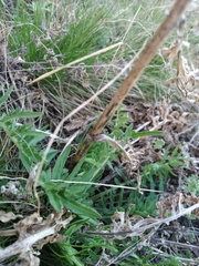 Centaurea scabiosa