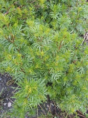 Tagetes multiflora