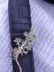 Artemisia frigida
