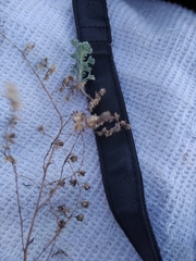 Artemisia frigida