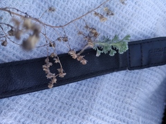 Artemisia frigida