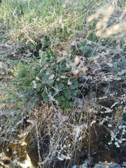 Artemisia frigida
