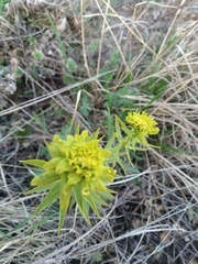 Euphorbia virgata