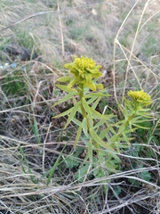 Euphorbia virgata