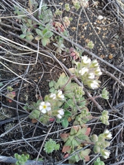 Androsace maxima