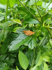 Striglina