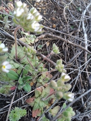 Androsace maxima
