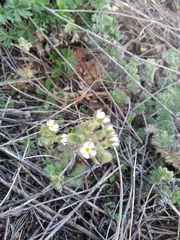 Androsace maxima
