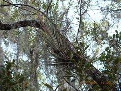 Tillandsia bartramii