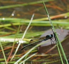 Austrolestes cingulatus