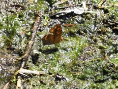 Symbrenthia lilaea formosanus