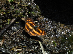 Symbrenthia lilaea formosanus