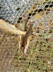 Oxynoemacheilus bureschi