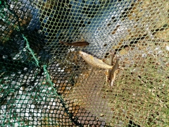 Oxynoemacheilus bureschi
