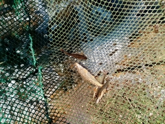 Oxynoemacheilus bureschi