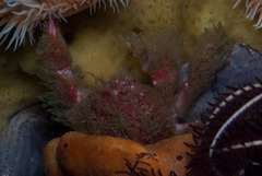 Dromidia hirsutissima