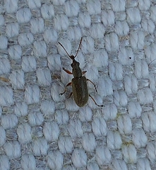 Cimberis attelaboides