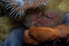 Dromidia hirsutissima