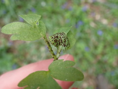 Puccinia adoxae
