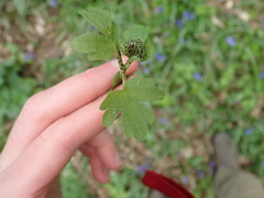 Puccinia adoxae