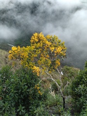 Gaiadendron punctatum
